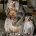 monkey_macaque_balinese_mf_ubud_v_0453_bal0454.jpg